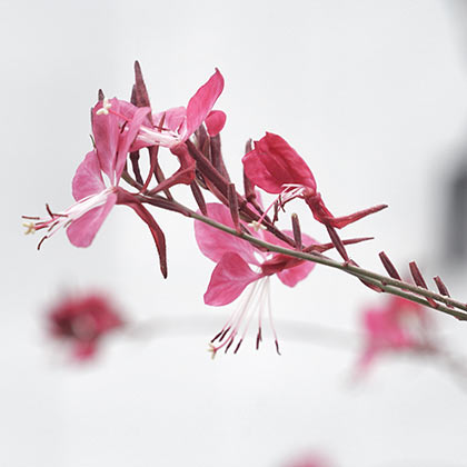 blume
